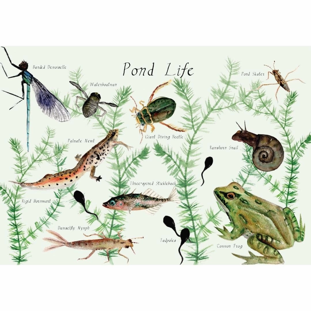 A Year and a Day Magazine - Issue 9: Pond Life
