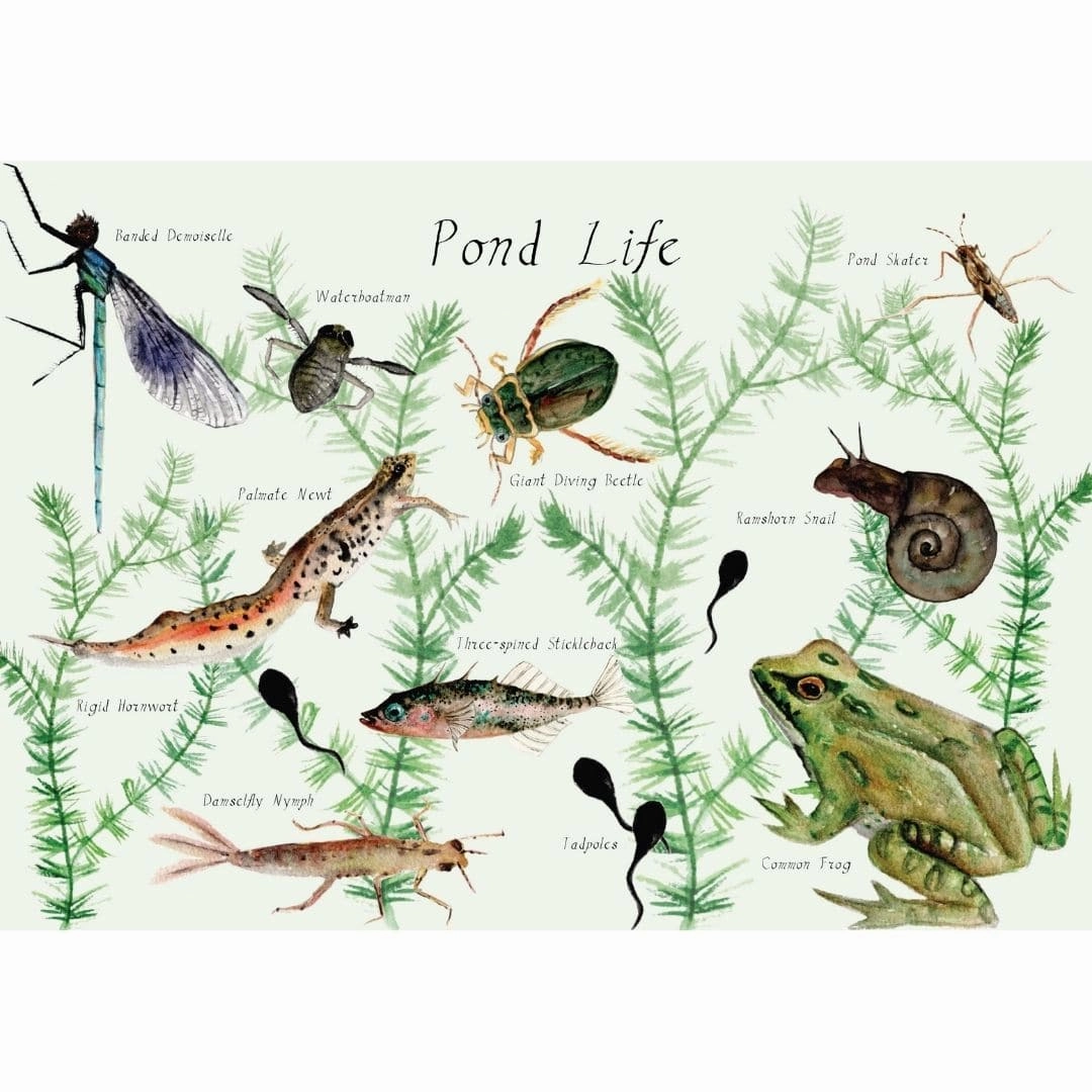 A Year and a Day Magazine - Issue 9: Pond Life