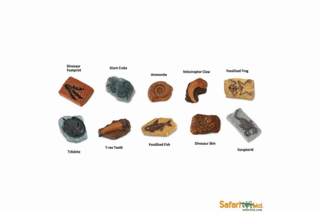Ancient Fossils Toob