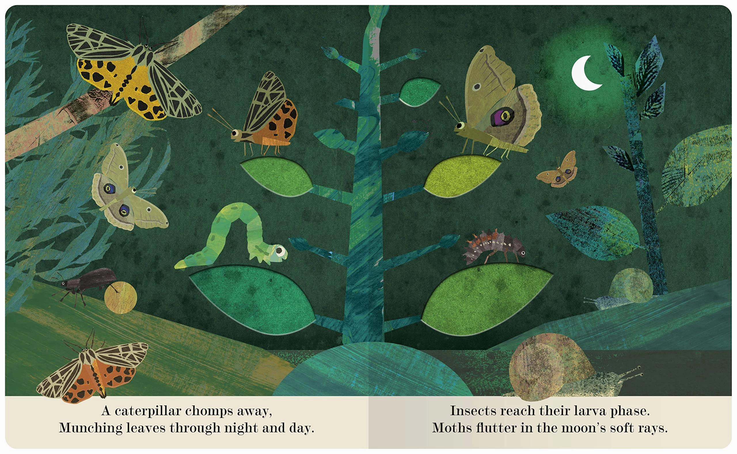 Bugs: A Peek-Through Picture Book