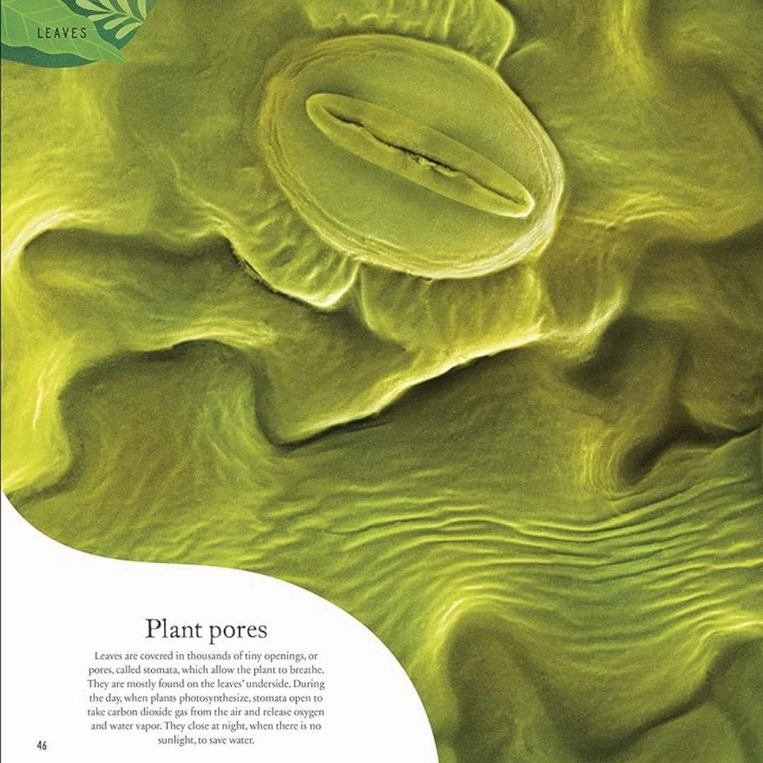 The Secret World of Plants