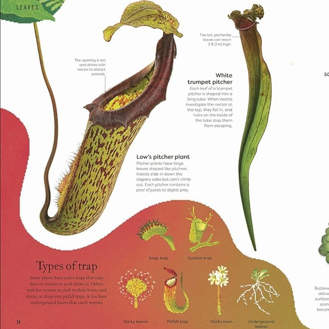 The Secret World of Plants