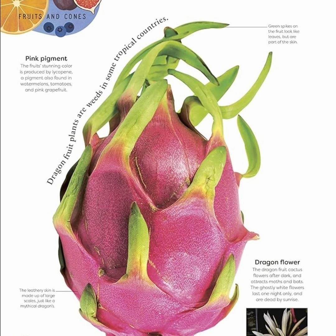 The Secret World of Plants
