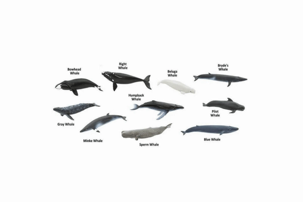 Whales Toob